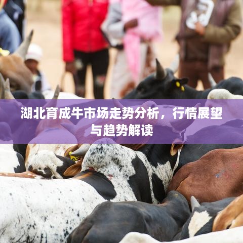 湖北育成牛市場(chǎng)走勢(shì)分析，行情展望與趨勢(shì)解讀