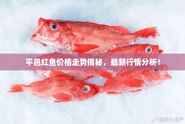 平邑紅魚價(jià)格走勢(shì)揭秘，最新行情分析！