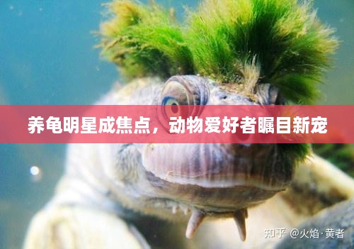 養(yǎng)龜明星成焦點(diǎn)，動(dòng)物愛(ài)好者矚目新寵