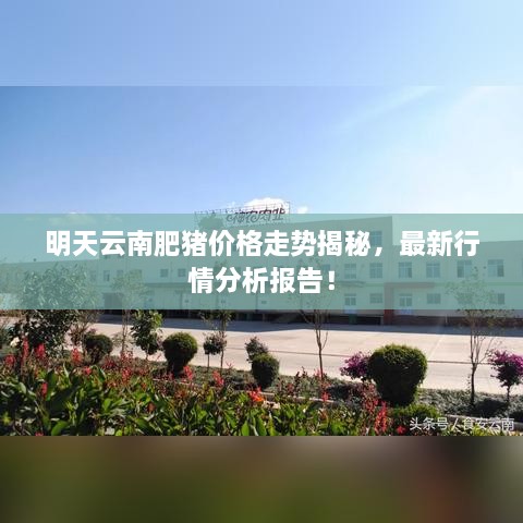 明天云南肥豬價格走勢揭秘，最新行情分析報告！