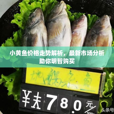 小黃魚價格走勢解析，最新市場分析助你明智購買