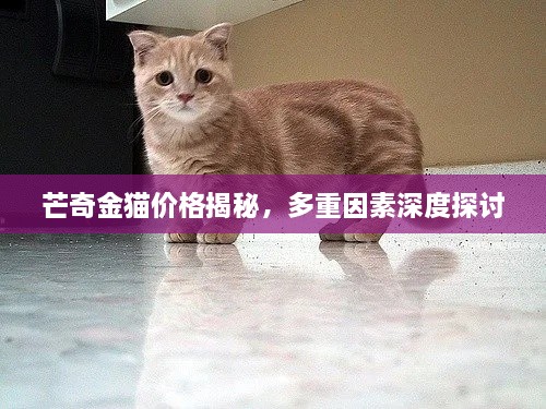 芒奇金貓價(jià)格揭秘，多重因素深度探討