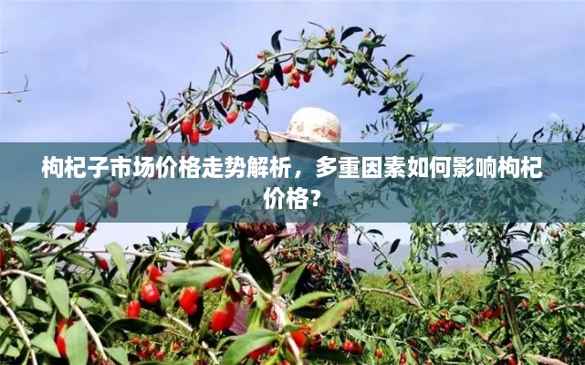 枸杞子市場(chǎng)價(jià)格走勢(shì)解析，多重因素如何影響枸杞價(jià)格？