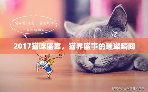 2017貓咪盛宴，貓界盛事的璀璨瞬間