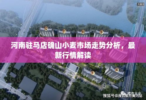 河南駐馬店確山小麥?zhǔn)袌鲎邉莘治?，最新行情解讀