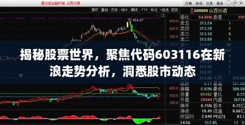 揭秘股票世界，聚焦代碼603116在新浪走勢分析，洞悉股市動態(tài)