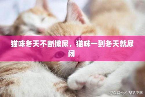貓咪冬天不斷撒尿，貓咪一到冬天就尿閉 