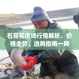 石膏花市場行情解析，價(jià)格走勢、選購指南一網(wǎng)打盡