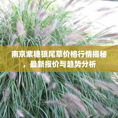 南京紫穗狼尾草價格行情揭秘，最新報價與趨勢分析