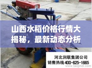 山西水稻價格行情大揭秘，最新動態(tài)分析！