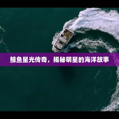 鯨魚星光傳奇，揭秘明星的海洋故事