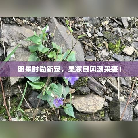 明星時(shí)尚新寵，果凍包風(fēng)潮來(lái)襲！
