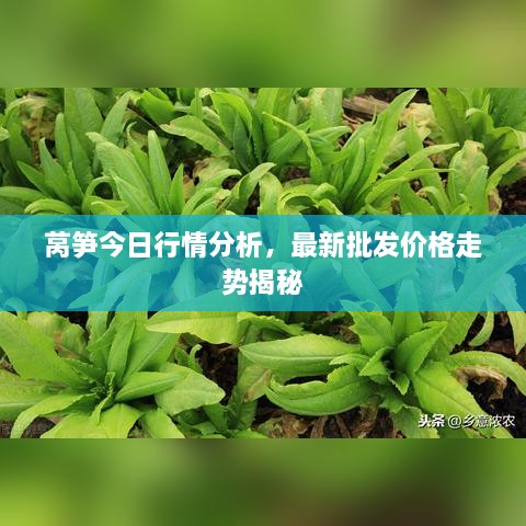 萵筍今日行情分析，最新批發(fā)價(jià)格走勢(shì)揭秘