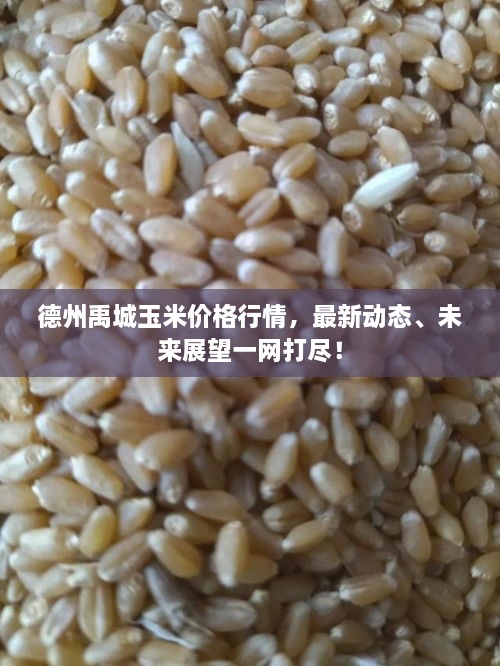 德州禹城玉米價(jià)格行情，最新動(dòng)態(tài)、未來(lái)展望一網(wǎng)打盡！