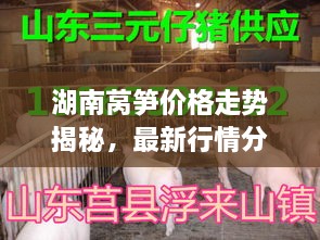湖南萵筍價格走勢揭秘，最新行情分析與市場動態(tài)