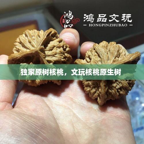 獨(dú)家原樹核桃，文玩核桃原生樹 