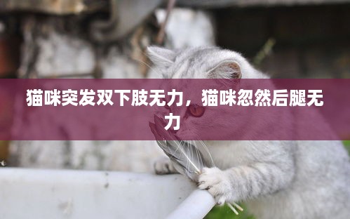 貓咪突發(fā)雙下肢無力，貓咪忽然后腿無力 