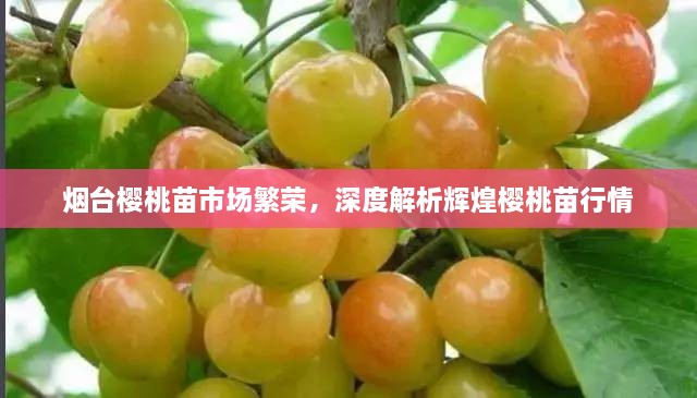 煙臺(tái)櫻桃苗市場(chǎng)繁榮，深度解析輝煌櫻桃苗行情
