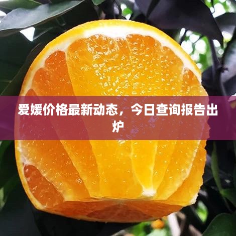 愛媛價格最新動態(tài)，今日查詢報告出爐