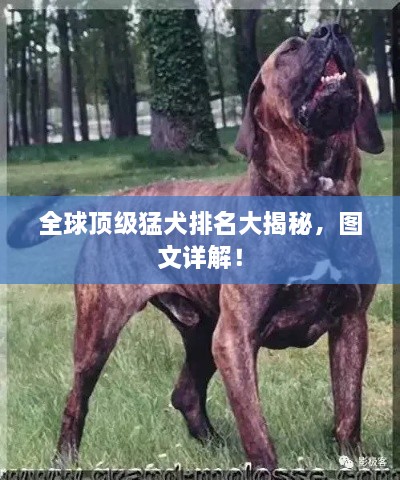 全球頂級猛犬排名大揭秘，圖文詳解！