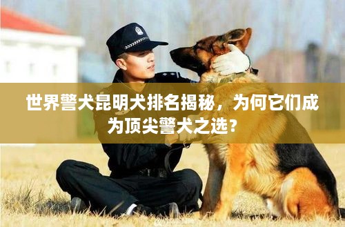 世界警犬昆明犬排名揭秘，為何它們成為頂尖警犬之選？