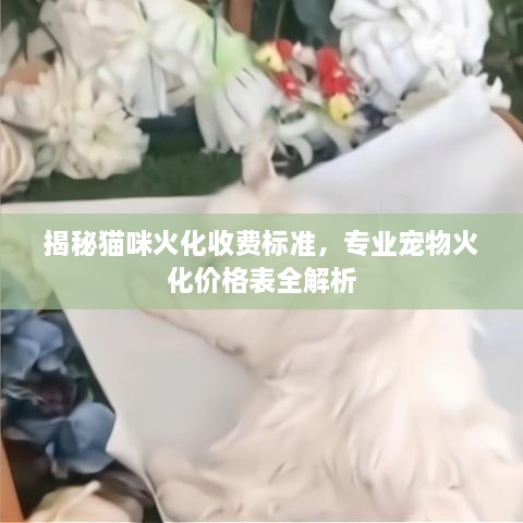 揭秘貓咪火化收費標(biāo)準(zhǔn)，專業(yè)寵物火化價格表全解析