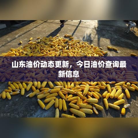 山東油價動態(tài)更新，今日油價查詢最新信息