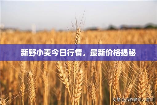 新野小麥今日行情，最新價(jià)格揭秘