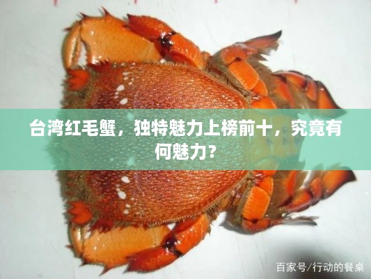 臺灣紅毛蟹，獨特魅力上榜前十，究竟有何魅力？