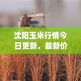 沈陽玉米行情今日更新，最新價格走勢分析