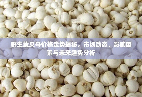 野生藏貝母價格走勢揭秘，市場動態(tài)、影響因素與未來趨勢分析