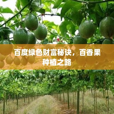 百度綠色財(cái)富秘訣，百香果種植之路