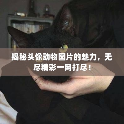 揭秘頭像動物圖片的魅力，無盡精彩一網(wǎng)打盡！