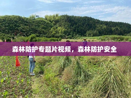 森林防護(hù)專題片視頻，森林防護(hù)安全 