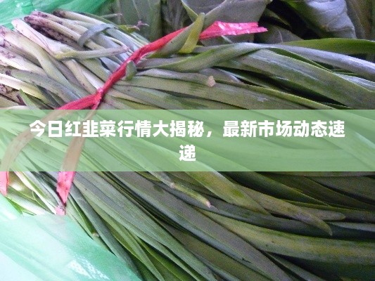 今日紅韭菜行情大揭秘，最新市場動態(tài)速遞