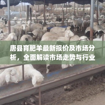 唐縣育肥羊最新報價及市場分析，全面解讀市場走勢與行業(yè)趨勢