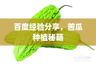 百度經(jīng)驗分享，苦瓜種植秘籍