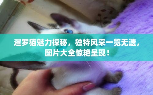 暹羅貓魅力探秘，獨(dú)特風(fēng)采一覽無(wú)遺，圖片大全驚艷呈現(xiàn)！