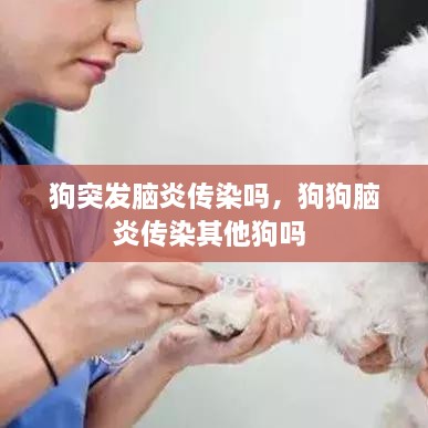 狗突發(fā)腦炎傳染嗎，狗狗腦炎傳染其他狗嗎 