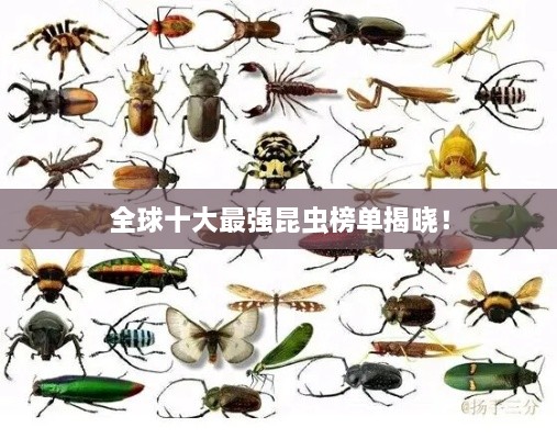 全球十大最強昆蟲榜單揭曉！