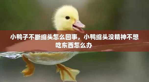 小鴨子不斷縮頭怎么回事，小鴨縮頭沒精神不想吃東西怎么辦 