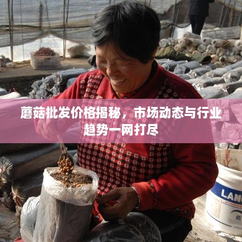 蘑菇批發(fā)價格揭秘，市場動態(tài)與行業(yè)趨勢一網(wǎng)打盡