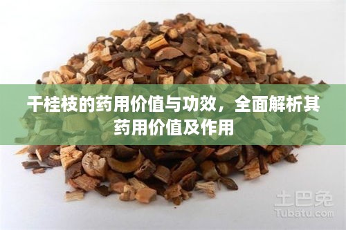 干桂枝的藥用價(jià)值與功效，全面解析其藥用價(jià)值及作用