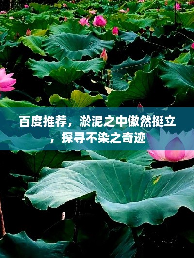 百度推薦，淤泥之中傲然挺立，探尋不染之奇跡