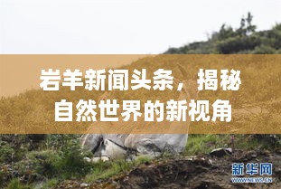 巖羊新聞?lì)^條，揭秘自然世界的新視角