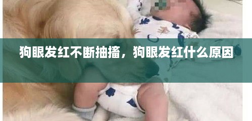 狗眼發(fā)紅不斷抽搐，狗眼發(fā)紅什么原因 