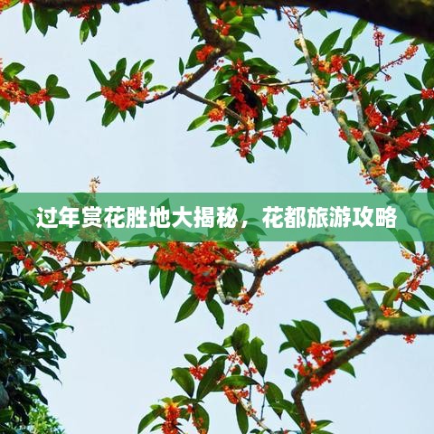 過(guò)年賞花勝地大揭秘，花都旅游攻略