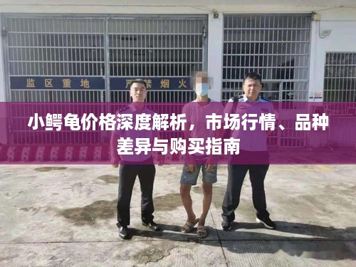 小鱷龜價(jià)格深度解析，市場(chǎng)行情、品種差異與購(gòu)買(mǎi)指南