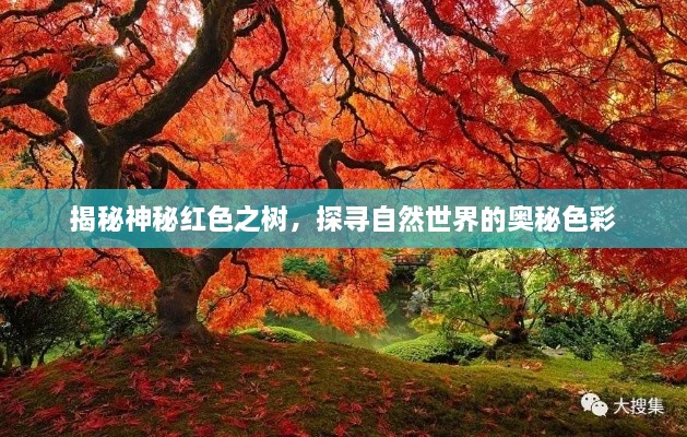 揭秘神秘紅色之樹，探尋自然世界的奧秘色彩