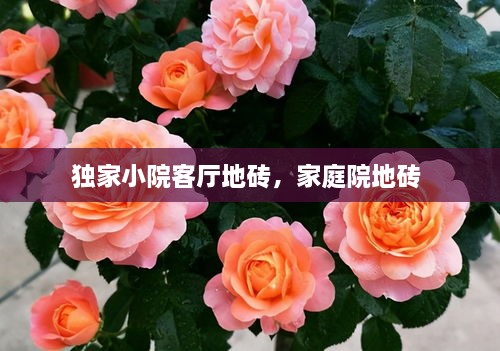 獨(dú)家小院客廳地磚，家庭院地磚 